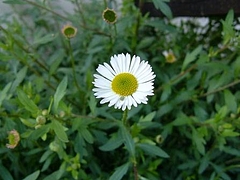 春だね 10