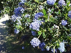 2009 Flowers in Berkeley_ 4