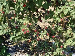 Fruits at Brentwood 3