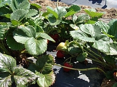 Fruits at Brentwood 5