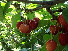 Fruits at Brentwood 10