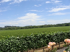 winery@sonoma, ca winery@sonoma, ca