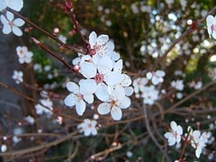 春だね 19