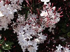 Flowers in Berkeley 2009_ 9