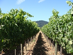 winery@sonoma, ca winery@sonoma, ca