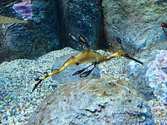 Monterey Bay Aquarium Monterey Bay Aquarium