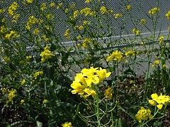 2009 Flowers in Berkeley_ 7