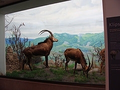 California Academy of Science California Academy of Science