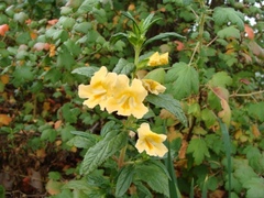 2009 18770