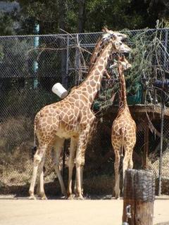 oaklandzoo3