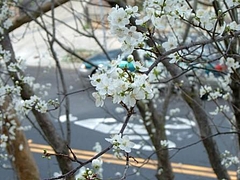 春だね 16