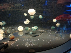 California Academy of Science California Academy of Science