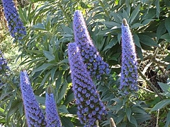 2009 Flowers in Berkeley_ 10