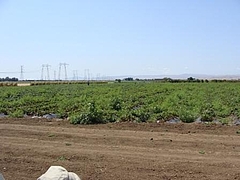 Fruits at Brentwood 8