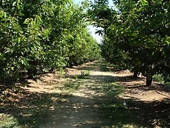 Fruits at Brentwood 13