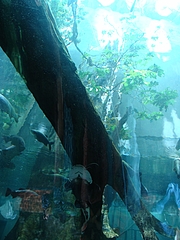 California Academy of Science California Academy of Science