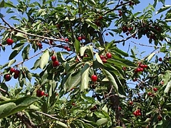 Fruits at Brentwood 14