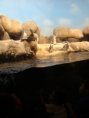 California Academy of Science California Academy of Science