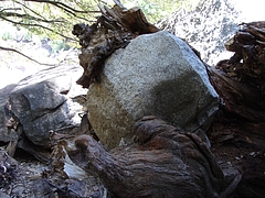 2009 264 2009 264