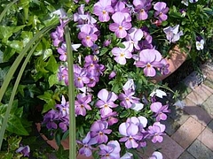 Flowers in Berkeley 2009_ 16