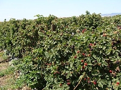 Fruits at Brentwood 2