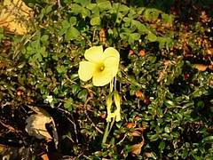 春だね 18