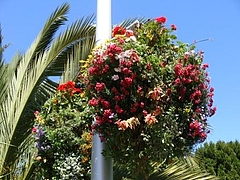 2009 Flowers in Berkeley_ 3
