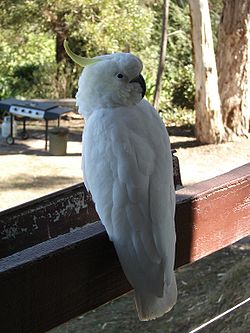250px-LorneCockatoo