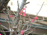 梅