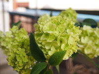 P4241320