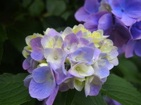 P6111404