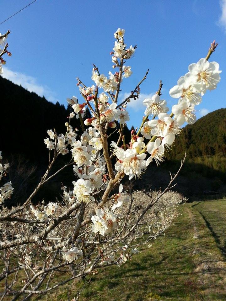 平山の梅