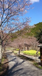 親水公園の入り口付近の桜