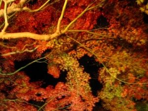 IMG_1516-640x480-300x225