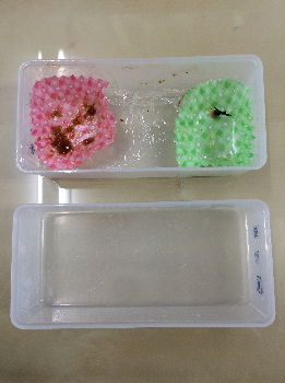 lunch box2