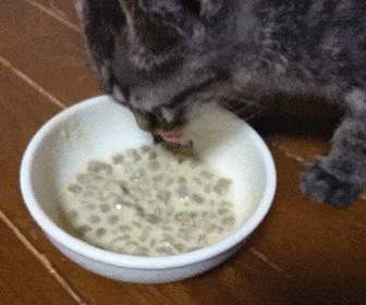 離乳食