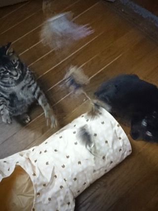 猫じゃらし