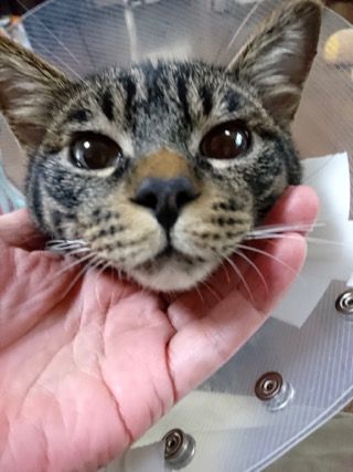 エリザベスカラーくるみ