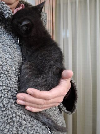 なつめ11月_1