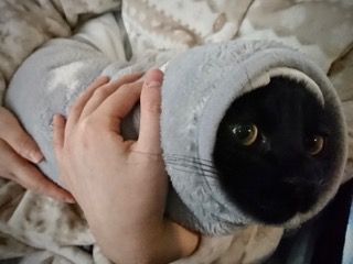 なつめ4