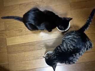 フード