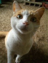猫3