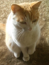 猫4