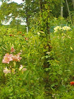 200907250754