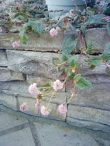 201002161150
