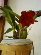 201002031244