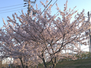 桜3