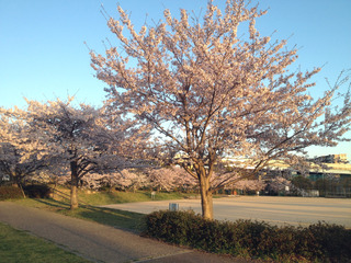 桜2