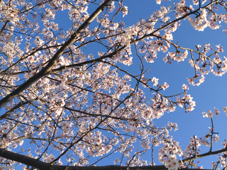桜4