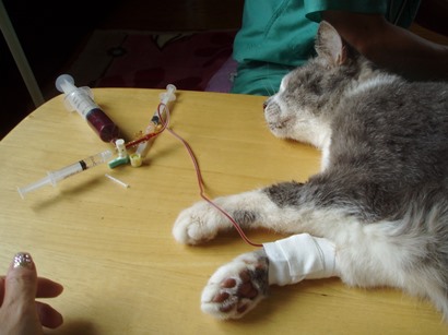 輸血について感じたこと ペットの健康